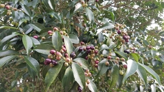Syzygium levinei