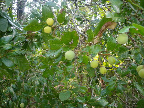 White Tamarind (Elattostachys xylocarpa)