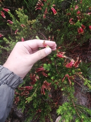 Erica unicolor