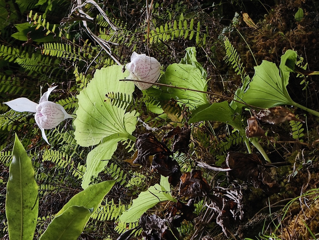 Cypripedium formosanum Hayata 3