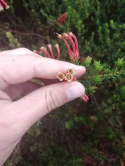Erica unicolor