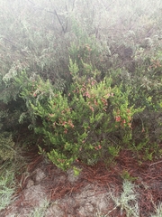 Erica unicolor