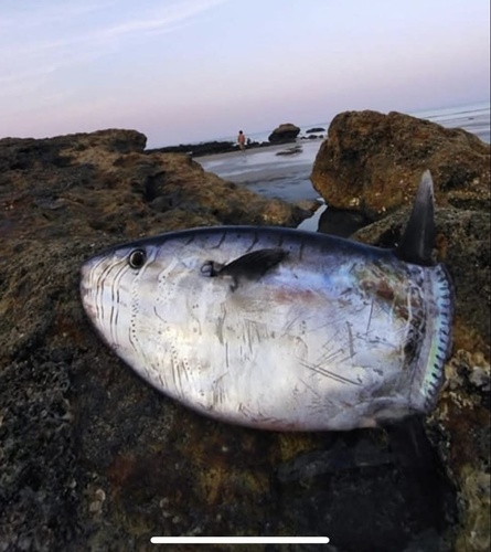 Slender Mola