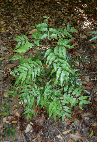 Fine leaved Tuckeroo (Lepiderema pulchella)