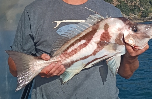 Boarfish (Paristiopterus labiosus) — Pentacerotidae — 2