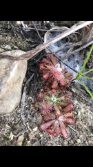 Drosera