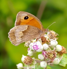 Maniola jurtina