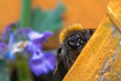 Bombus