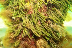 Caulerpa brownii