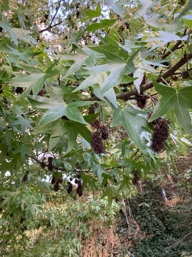 Oriental Sweetgum (Liquidambar orientalis)