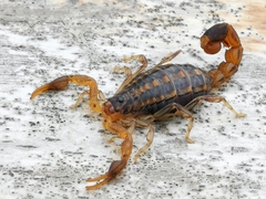 Uroplectes formosus
