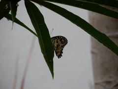 Papilio demoleus