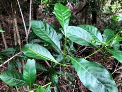 Pavetta australiensis
