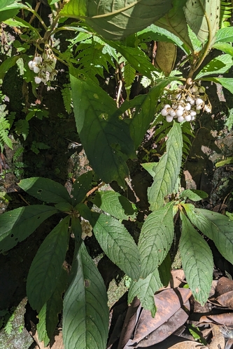 Rhynchotechum discolor, photograph 5