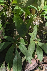 Rhynchotechum discolor, photograph (c) 許文俊, some rights reserved (CC BY-SA)