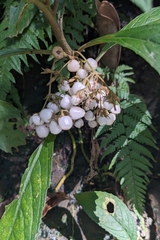 Rhynchotechum discolor, photograph (c) 許文俊, some rights reserved (CC BY-SA)