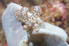 Phyllodesmium longicirrum