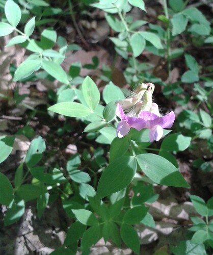 loose-flowered vetchling (Lathyrus laxiflorus)