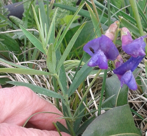 dark blue vetchling (Lathyrus cyaneus)