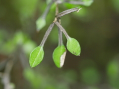 Corokia