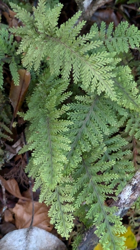 Adenophorus tripinnatifidus observed 2026-03-08