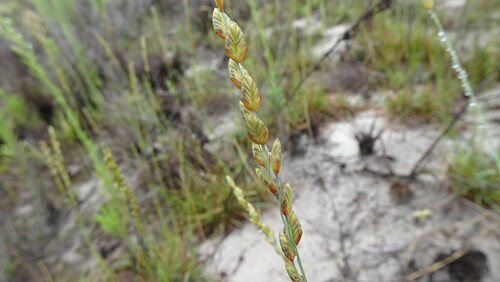 Cape Love Grass (Eragrostis capensis)