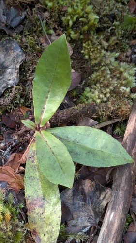 Myrsine lessertiana observed 2026-03-08