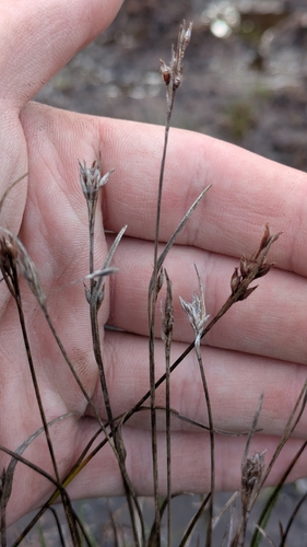 Rhynchospora chinensis observed 2026-03-08