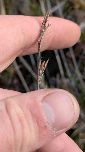 Rhynchospora chinensis observed 2026-03-08