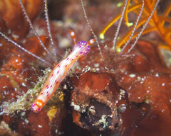 Hypselodoris decorata