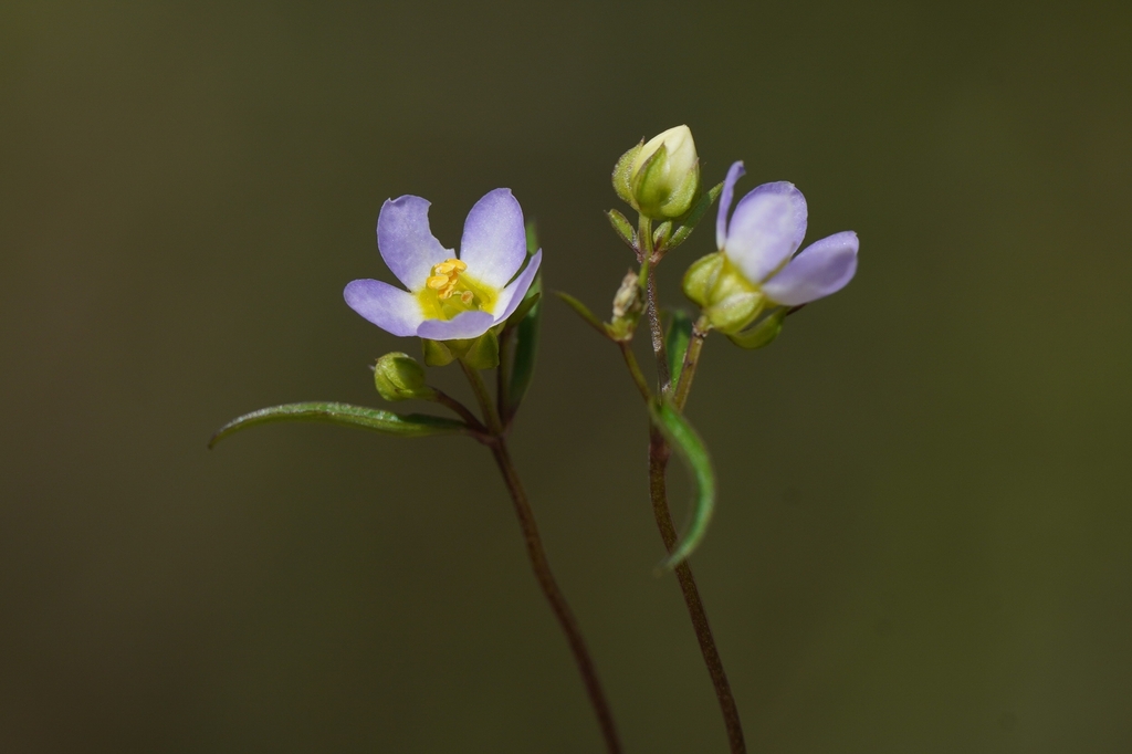 Exacum linearifolium