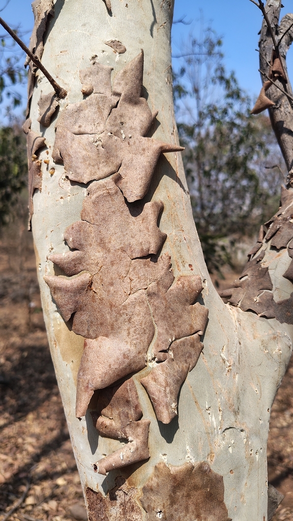 Terminalia arjuna, Srujan, Sahajanand Society Part 2, Sahajanand Society, Kothrud, Pune, Maharashtra 411038, India