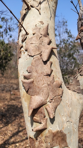 Terminalia arjuna