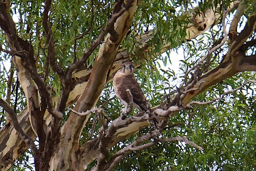 Brown Falcon