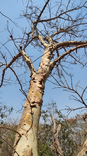 Terminalia arjuna