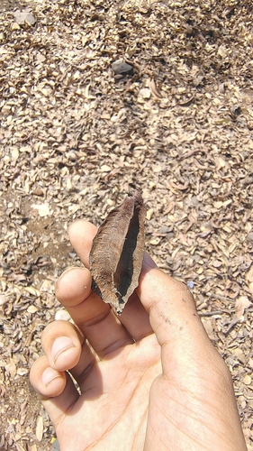 Terminalia arjuna
