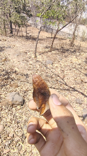 Terminalia arjuna