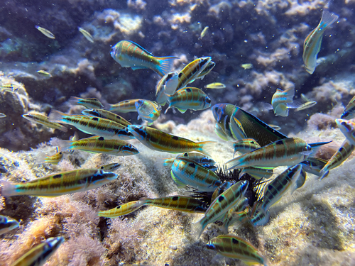 Thalassoma pavo