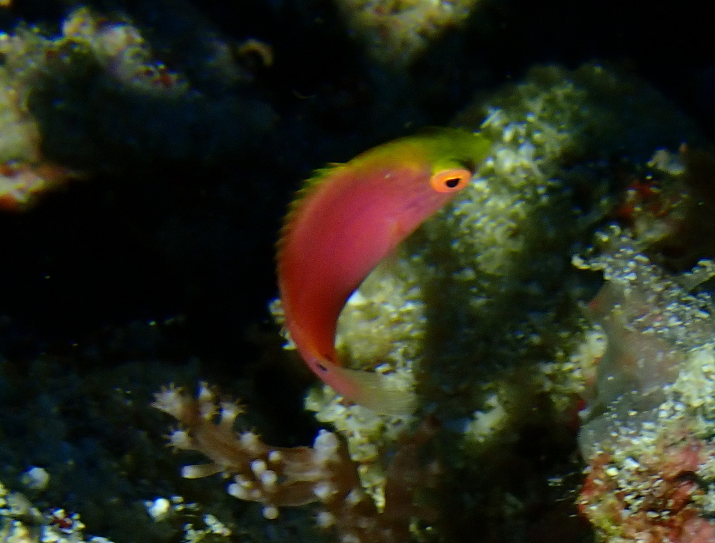 Pink-margin Wrasse