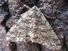 Phigalia viridularia