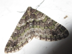 Esakiopteryx volitans