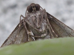 Agriopis dira