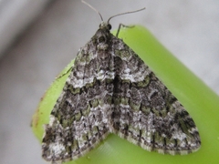 Esakiopteryx volitans