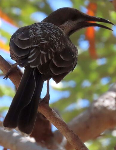 Western Wattlebird (Anthochaera lunulata), photo 5