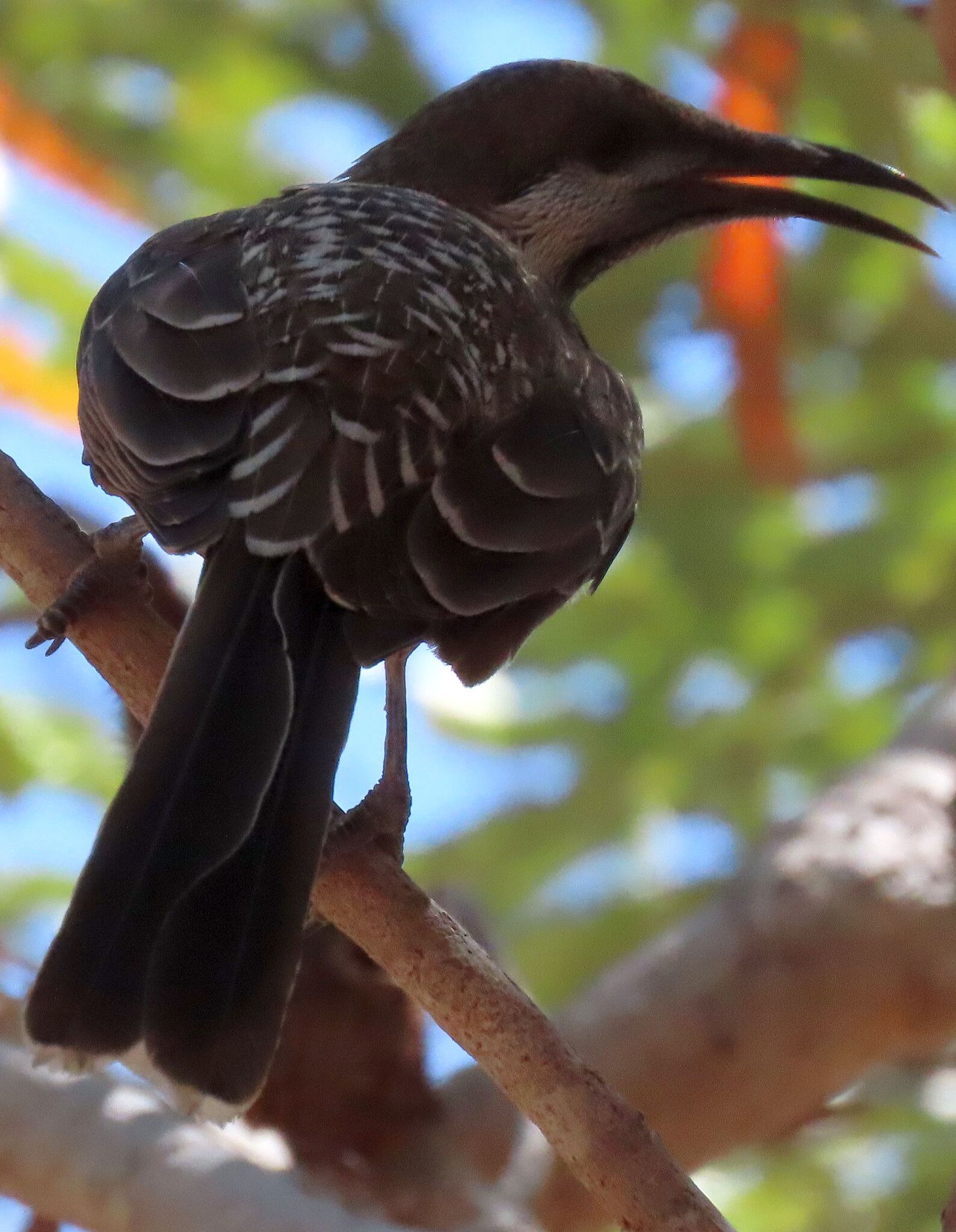 Western Wattlebird (Anthochaera lunulata), photo 8