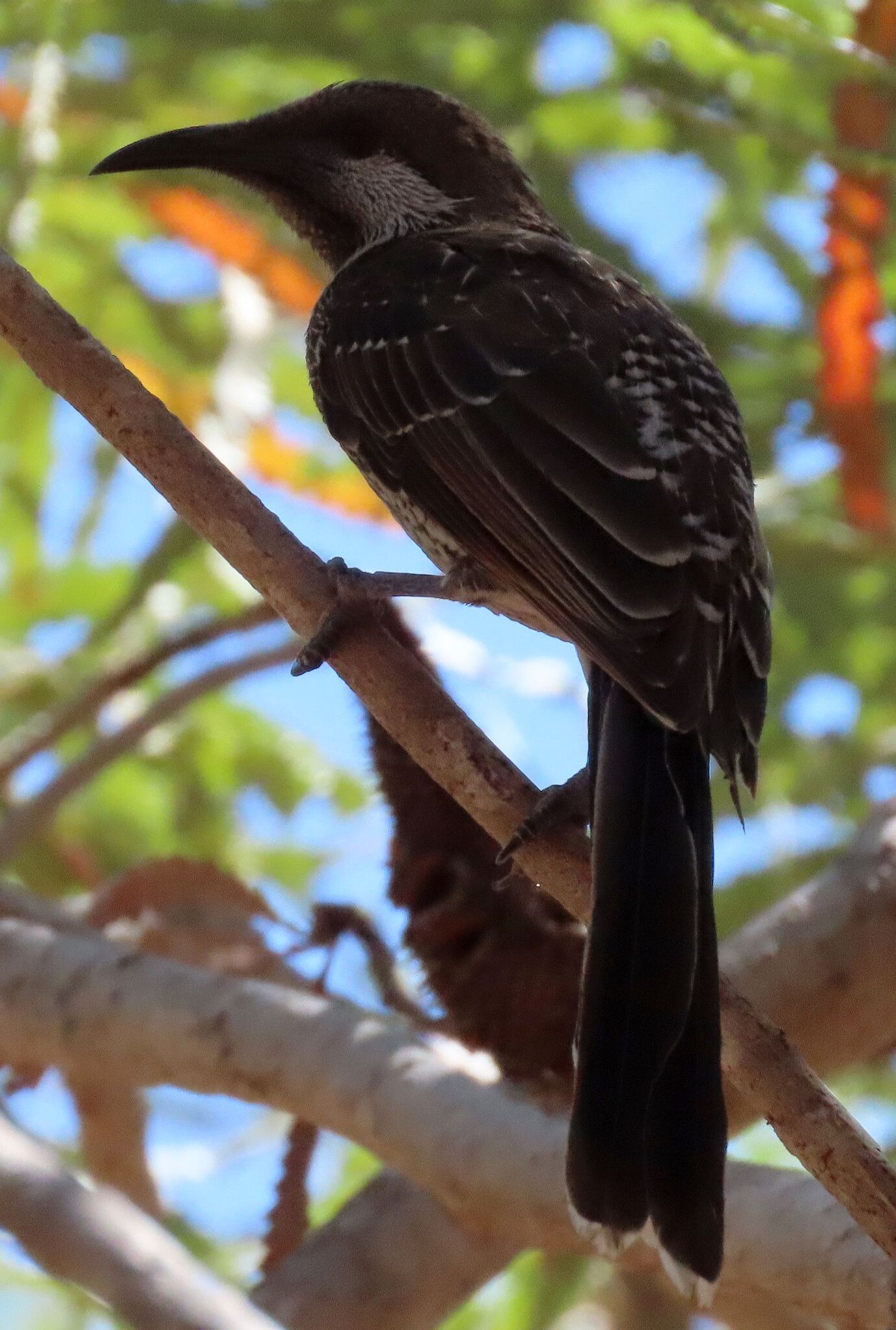 Western Wattlebird (Anthochaera lunulata), photo 9
