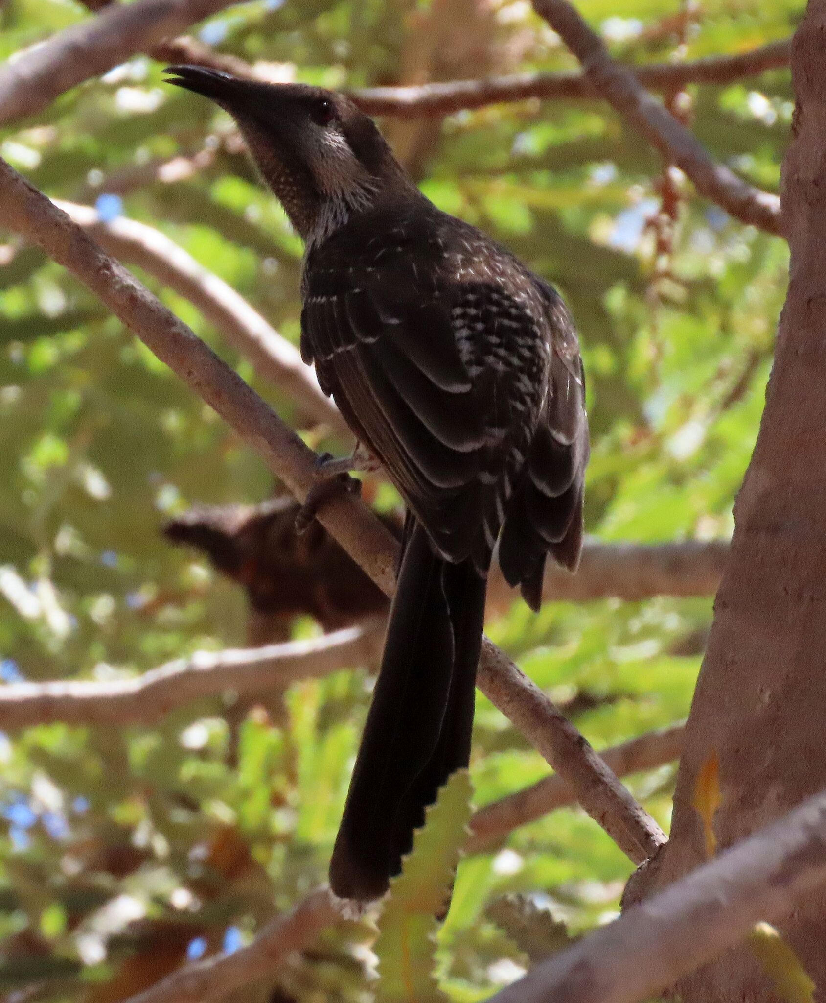 Western Wattlebird (Anthochaera lunulata), photo 10