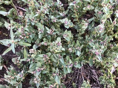 Lobelia concolor
