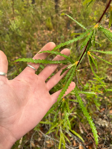 Serrate-leaved Dryandra (Banksia serra)