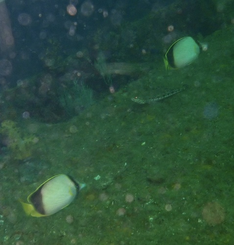 Chaetodon gardineri observed 2026-02-11